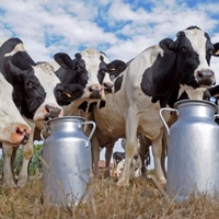 Чернігівська область входить в топ-3 кращих регіонів України по виробництву молока