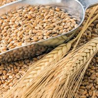 Україна стала другим у світі експортером зерна