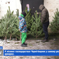 У лісових господарствах Чернігівщини у самому розпалі новорічні ярмарки