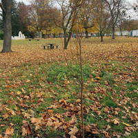 Два дерева спиляли, тридцять висадили: у Варві з’явилась липова алея