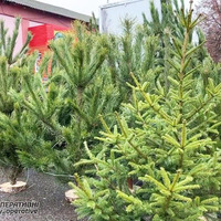 Ялинкові базари у Прилуках: де цьогоріч офіційно продаватимуть різдвяні дерева