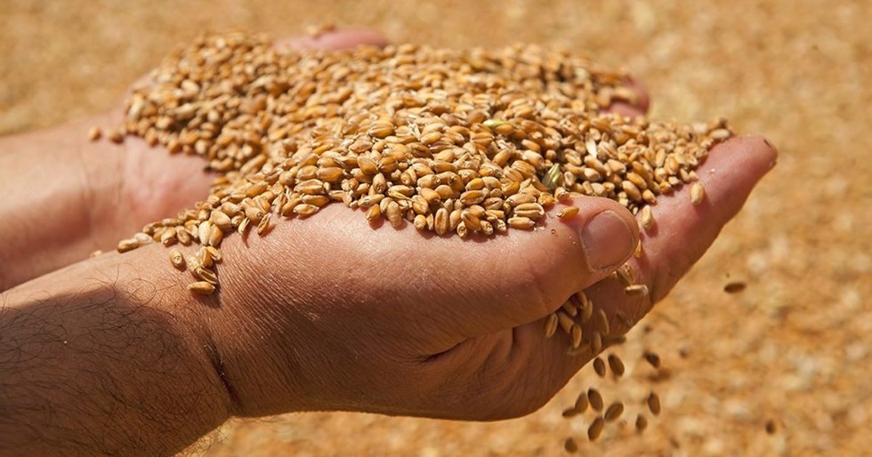 Урожай зернових в Україні побив історичний рекорд