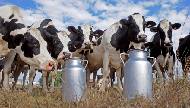 Чернігівська область входить в топ-3 кращих регіонів України по виробництву молока