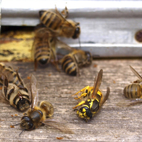 Голова ОДА пропонує посилити відповідальність за масове отруєння бджіл