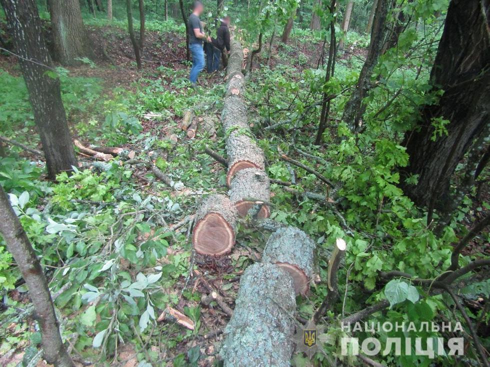 На Прилуччині поліцейські виявили незаконну порубку деревини