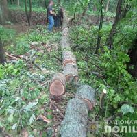 На Прилуччині поліцейські виявили незаконну порубку деревини