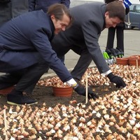 Нідерланди подарували Києву сто тисяч тюльпанів. Їх висадили на Майдані як символ поваги до Небесної сотні