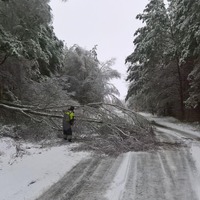 Обледеніння та снігопад. У Чернігівській області через негоду на дороги впали понад 200 дерев
