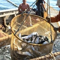 Українські експортери риби заробили на 13% більше ніж торік