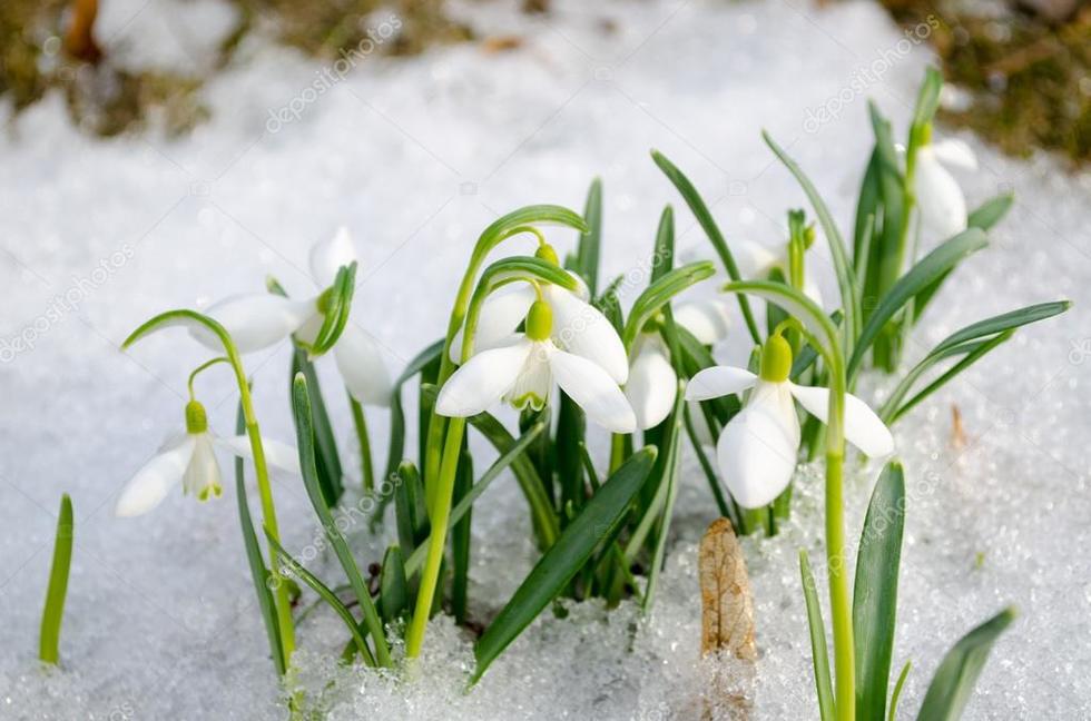 8 березня в Україні буде зі снігом і морозом