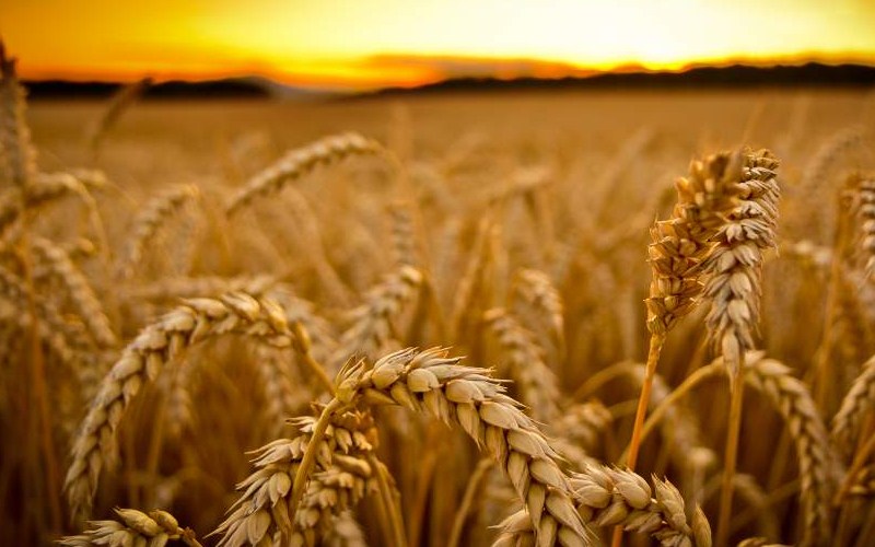 Пшениця, олія та папір: Уряд доповнив перелік заборонених до імпорту російських товарів