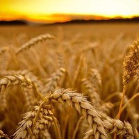 Пшениця, олія та папір: Уряд доповнив перелік заборонених до імпорту російських товарів