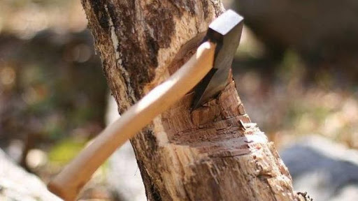 «Чорного лісоруба» засуджено за незаконну порубку дерев