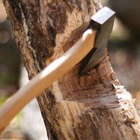 «Чорного лісоруба» засуджено за незаконну порубку дерев