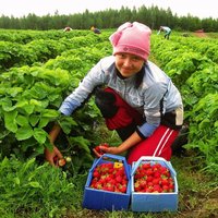 Попри COVID, Фінляндія готується прийняти сезонних працівників з України