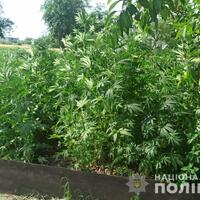Поліція Чернігівщини викрила двох осіб, що незаконно вирощували коноплю