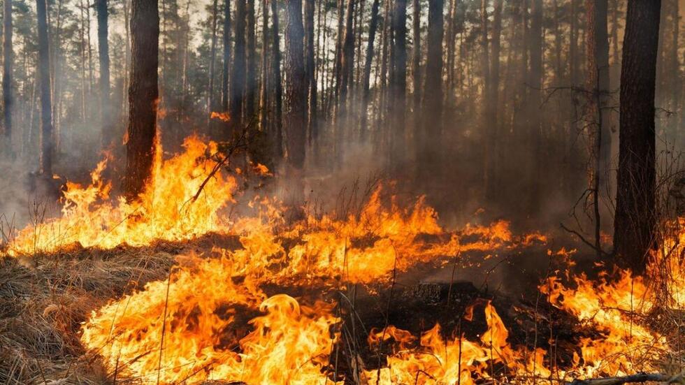 Палив сміття, а підпалив ліс: 175 тис. грн штрафу отримав мешканець Тернопільщини