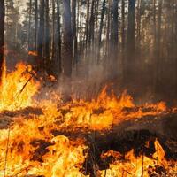 Палив сміття, а підпалив ліс: 175 тис. грн штрафу отримав мешканець Тернопільщини