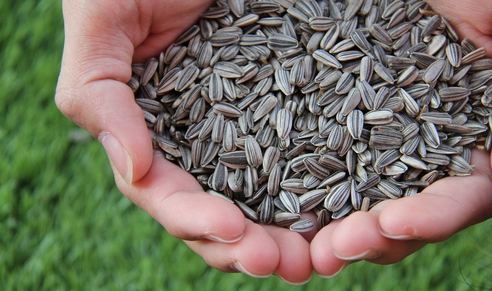 Мешканець Прилуччини вкрав насіння соняшника на 3 млн грн