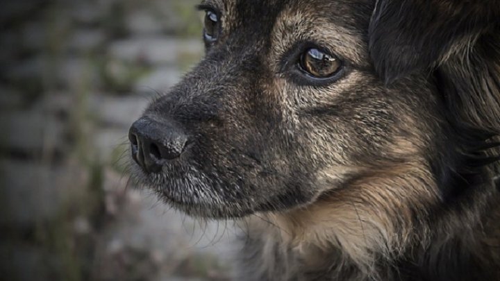 За жорстоке вбивство собаки — п’ять років за ґратами