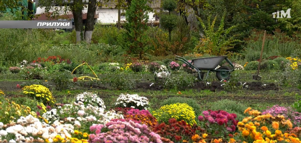 На Прилуцькій дослідній станції - «бал» квітування хрізантем