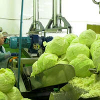 На Ніжинському консервному заводі у самому розпалі сезон квашеної капусти