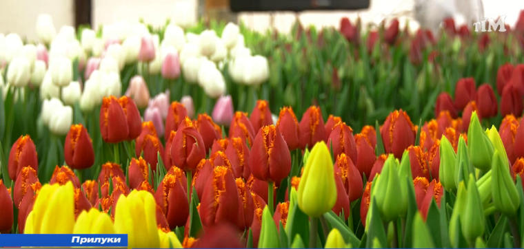 Прилуцький квітникар виростив у теплиці декілька десятків тисяч тюльпанів