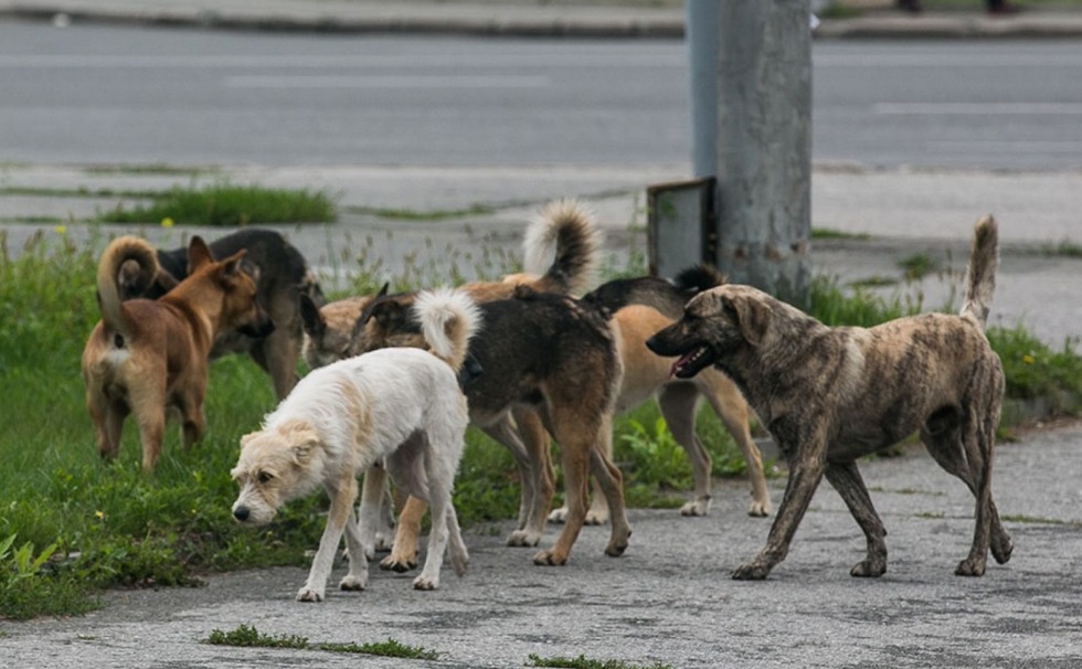 КП «Послуга» погрожує випустити десятки безпритульних собак на вулиці Прилук