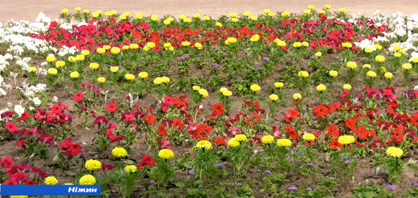 Ніжинські квітникарі по всьому місту організували суто українські патріотичні клумби