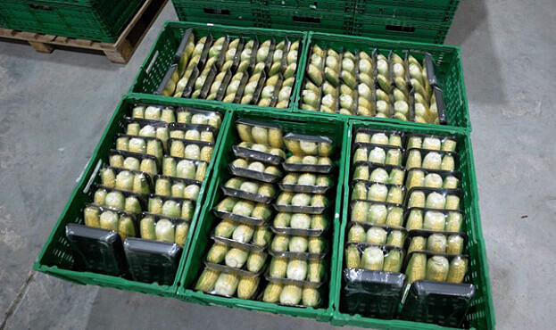 Господарство з Чернігівщини експортує до Британії солодку кукурудзу