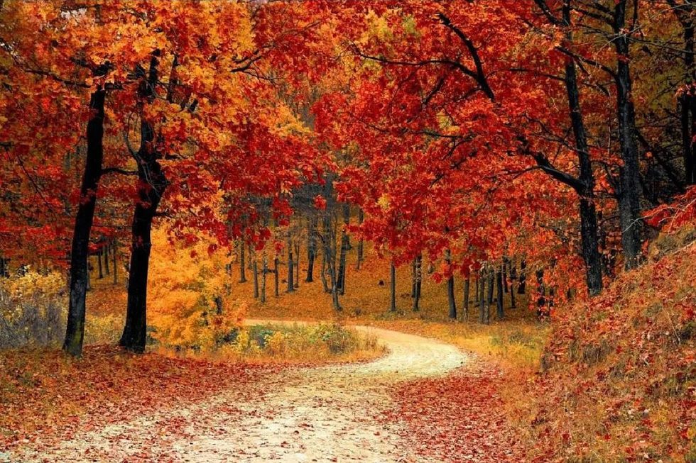 Аномальний листопад: яка погода буде в останній місяць осені