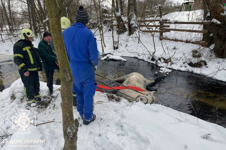 На Чернігівщині врятували коня, який підвернув ногу і впав у річку