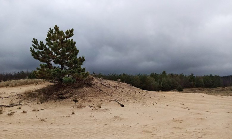Особлива місцевість: на Чернігівщині можна побачити територію піщаних дюн
