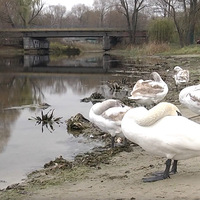 Граційні лебеді прикрашають пейзажі місцевого водоймища