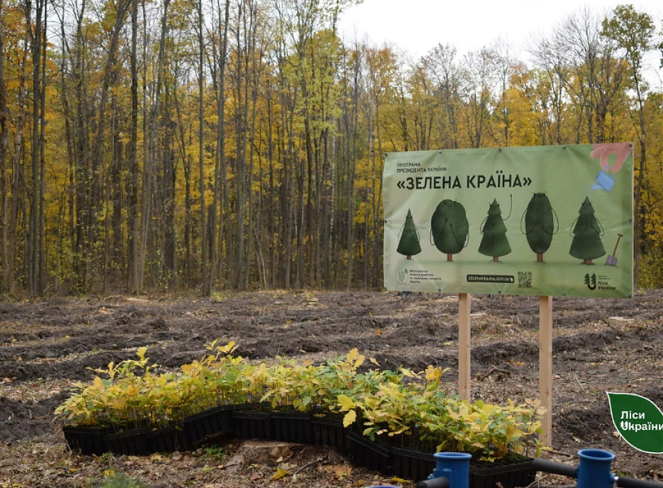 На Чернігівщині за осінь висадили понад чотири мільйони саджанців