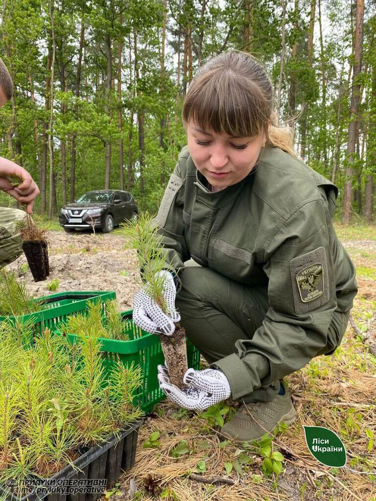 Висадили 7,73 млн сіянців: на Чернігівщині завершилася весняна лісокультурна кампанія