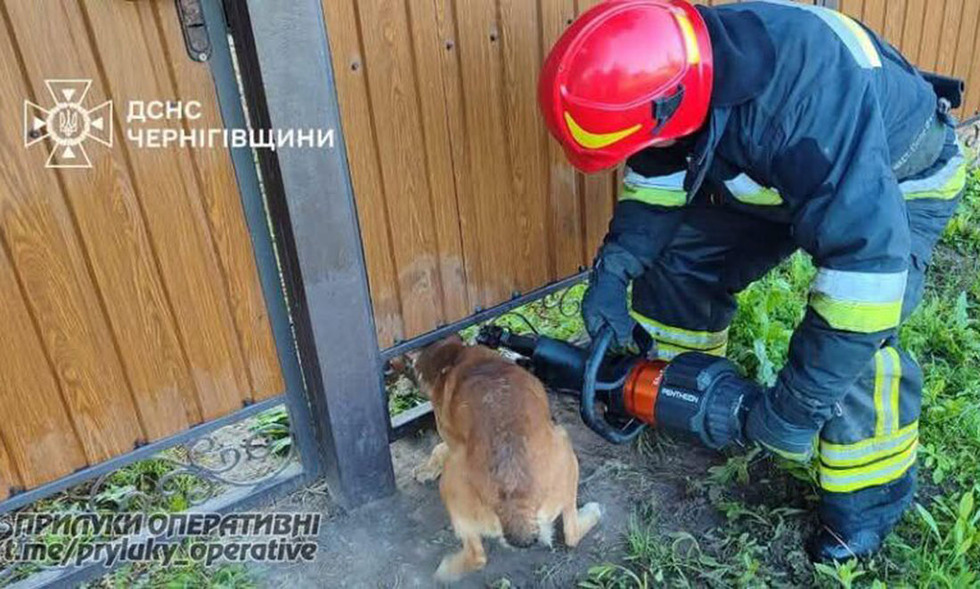 Кожне життя важливе: у Прилуцькому та Чернігівському районах ДСНСники врятували двох песиків