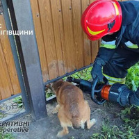 Кожне життя важливе: у Прилуцькому та Чернігівському районах ДСНСники врятували двох песиків