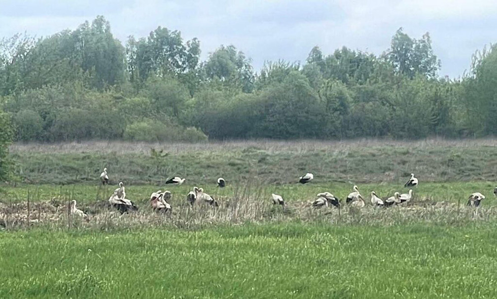 Ймовірно, тікали від війни: у село на Прилуччину прилетіла зграя лелек – серед них є поранені