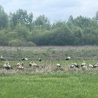 Ймовірно, тікали від війни: у село на Прилуччину прилетіла зграя лелек – серед них є поранені