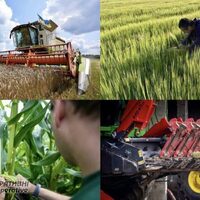 Чернігівщина майже вийшла на довоєнний рівень валової продукції сільського господарства