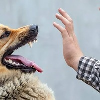 Майже півтори тисячі жителів Чернігівщини звернулися до медиків через укуси тварин