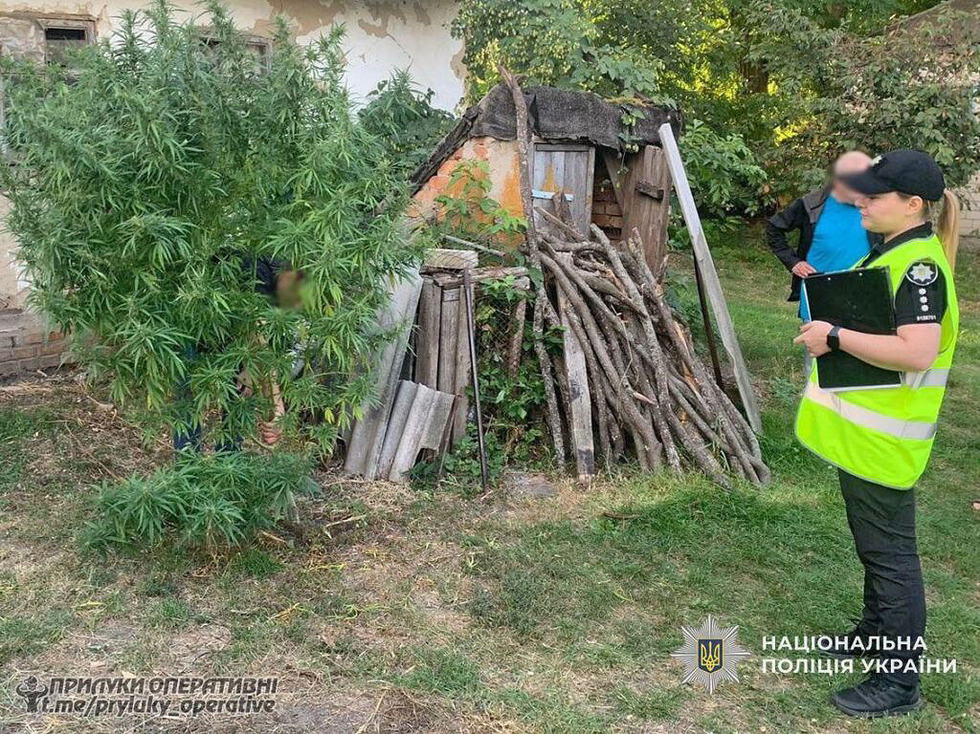 Вирощували та зберігали коноплі: на Прилуччині викрили кількох жителів