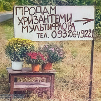 На Прилуччині невідомі викрали квіти у багатодітної матері: вони були виставлені на продаж поблизу траси