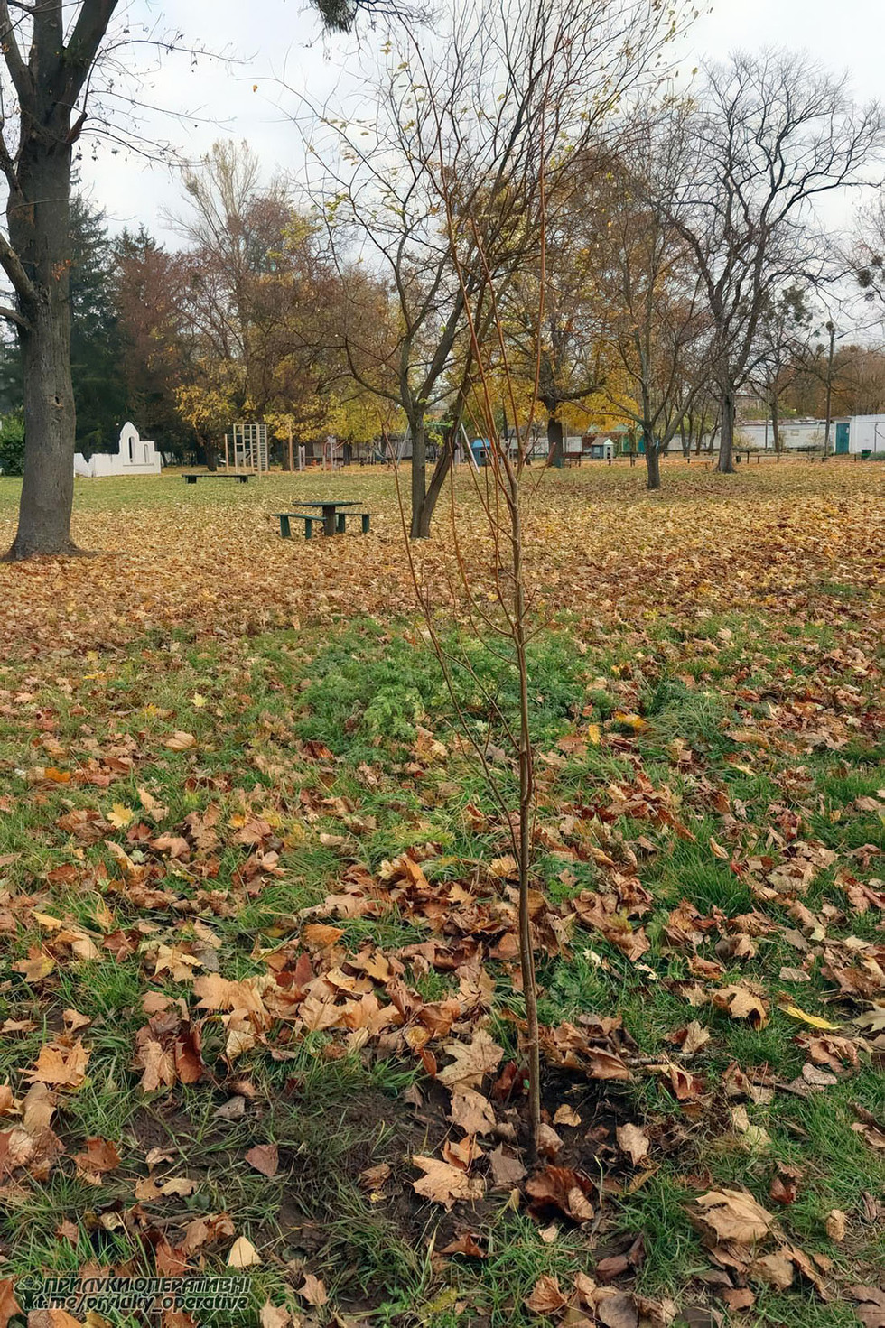 Два дерева спиляли, тридцять висадили: у Варві з’явилась липова алея