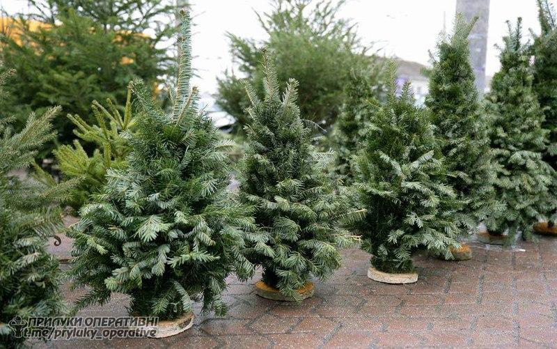 У лісництвах Чернігівщини розпочалися ялинкові ярмарки