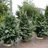 У лісництвах Чернігівщини розпочалися ялинкові ярмарки