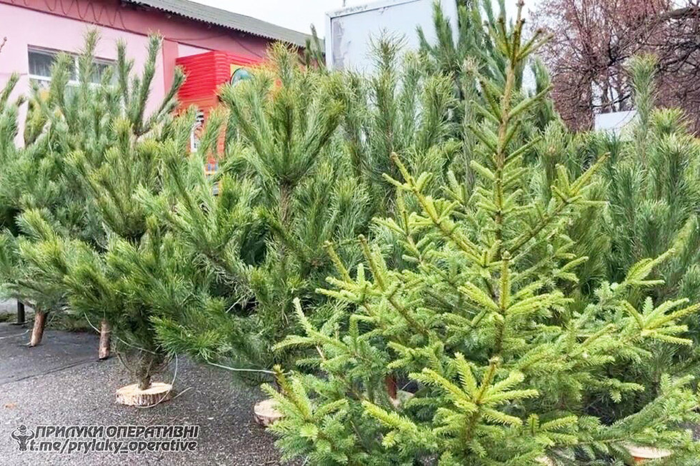 Ялинкові базари у Прилуках: де цьогоріч офіційно продаватимуть різдвяні дерева