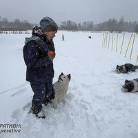 На Прилуччині собаки породи бордер-колі пасуть худобу та розшукують людей
