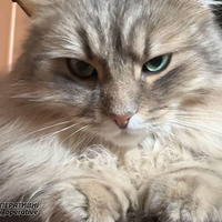 Талісман закладу і анти-стрес для учнів: у прилуцькій музичній школі живе кіт Мажор